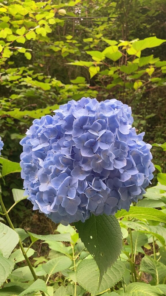 スキップしたい８０代